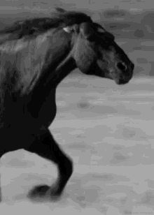 Horse running