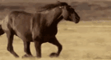 Horse running